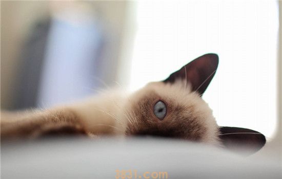 猫咪都会发腮吗 猫咪发腮吃什么比较好(图2)