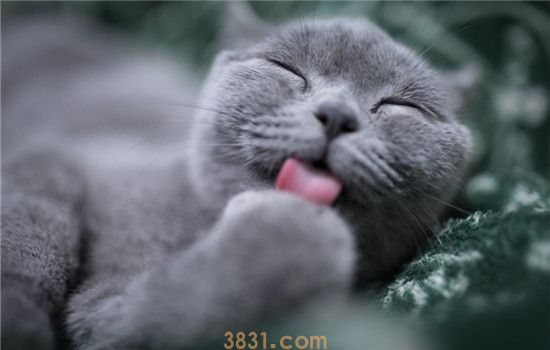 猫咪都会发腮吗 猫咪发腮吃什么比较好(图1)