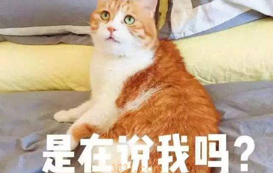 养橘猫注意事项 十只橘猫九只渣是有原因的(图1)
