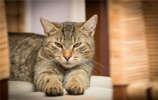 猫咪可以吃生鸡蛋吗(图1)