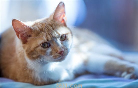 猫咪可以吃生鸡蛋吗(图2)