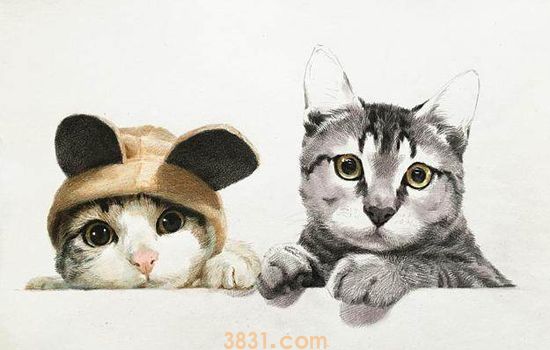 养两只猫需要注意什么 最怕的就是近亲繁殖(图1)