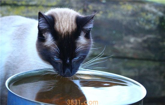 猫咪导尿后的症状 猫咪尿不出来是正常现象吗(图1)