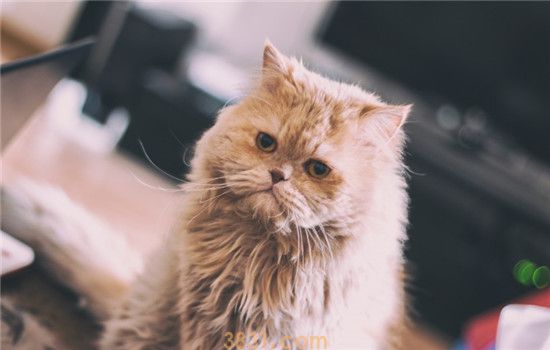 经常给猫洗澡有什么坏处 猫咪需要经常洗澡吗(图1)
