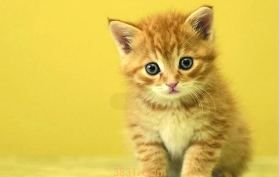 牛磺酸对猫有何帮助 牛磺酸对猫竟然还有这么多好处!(图1)