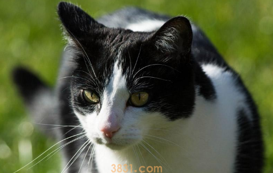 怎么帮助猫排毛球 猫咪排毛球真的要改善啦(图1)