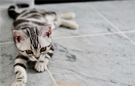 冻干有营养吗 冻干的缺点是什么(图2)