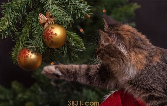 猫咪吃塑料袋多久排泄 猫咪不排泄的话怎么办(图1)