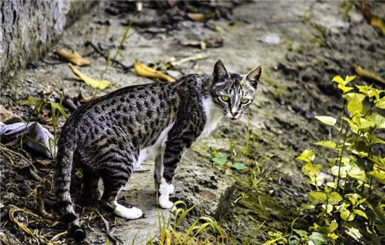 猫咪吃冻干的坏处 猫冻干是什么你知道吗(图2)