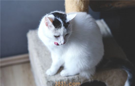 猫咪可以吃荔枝吗 给猫咪喂食荔枝要注意什么(图1)