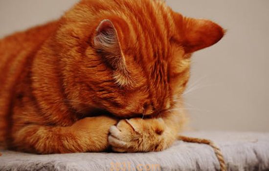 小猫咬人出血了怎么办 有些狂犬疫苗是可以不打的!(图1)