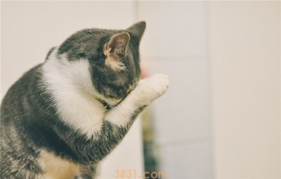如何判断猫发烧了没 猫咪的正常体温是多少度(图1)