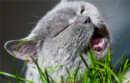 猫咪异食癖怎么治 猫咪有异食癖要及时制止(图2)