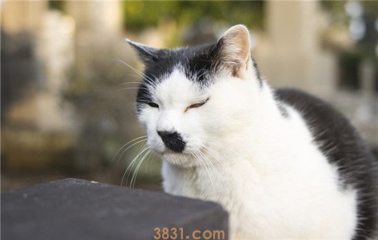 如何判断猫发烧了没 猫咪的正常体温是多少度(图2)