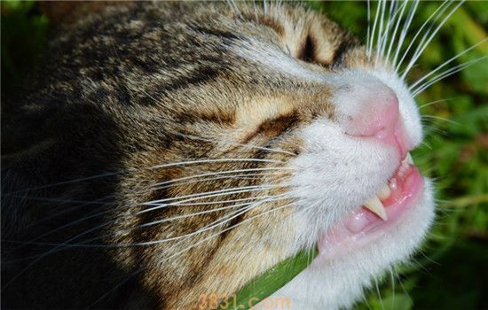 猫咪异食癖怎么治 猫咪有异食癖要及时制止(图1)