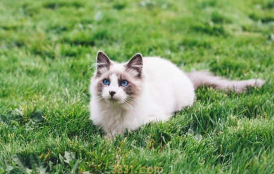 猫咪异食癖的症状 如何阻止猫咪食用异物(图2)