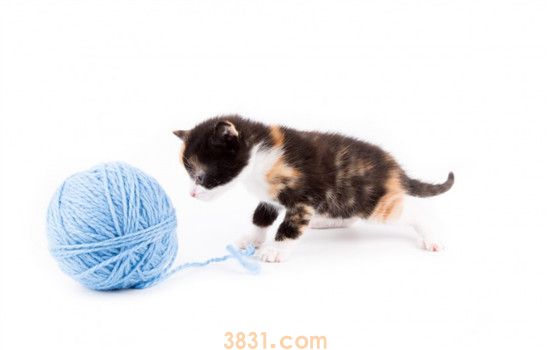 猫咪异食癖的症状 如何阻止猫咪食用异物(图1)