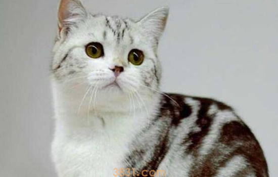 导致猫咪便秘的原因 猫咪便秘的原因是你的日常护理出问题(图2)