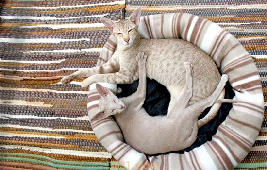 猫为什么晚上不睡觉 如何让猫早点睡觉(图1)