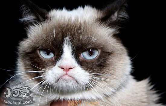 猫咪眼睛红肿怎么办 猫咪眼睛红肿有分泌物是怎么回事(图4)