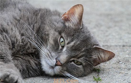 猫为什么喜欢喝流水 可以给猫咪准备自动饮水机(图2)