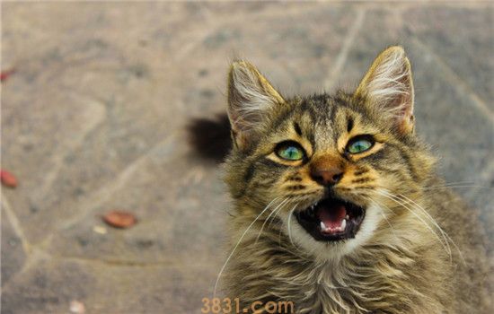 猫咪不听话打哪里 猫咪不听话该怎么办(图1)
