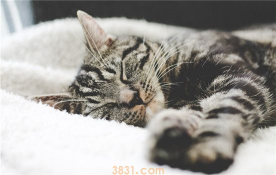 猫咪全身无力一直躺着 猫咪到底是怎么了(图1)