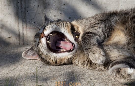 猫咪全身无力一直躺着 猫咪到底是怎么了(图2)