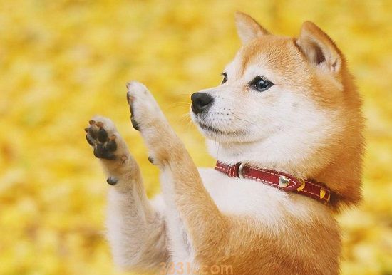 柴犬能长多大(图1)