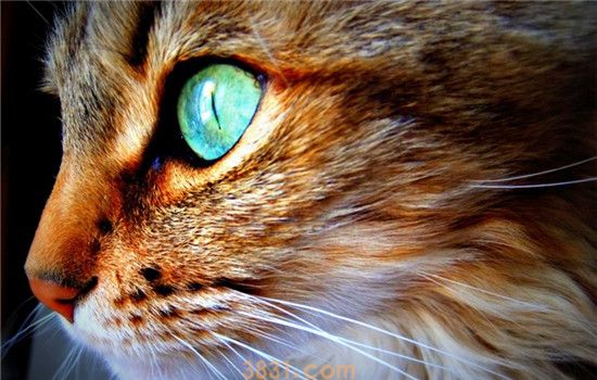 小猫眼睛变色 是猫咪得了眼部疾病吗(图2)