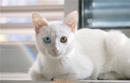 小猫眼睛变色 是猫咪得了眼部疾病吗(图1)