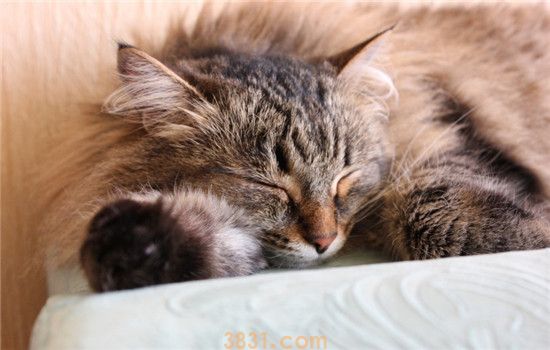猫睡觉突然抽搐 导致猫咪睡觉抽搐的原因是什么(图1)