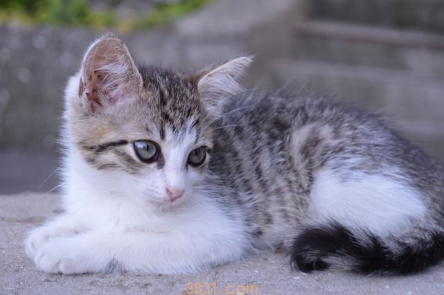 猫能用人的沐浴露吗 猫能用猫狗通用的香波吗(图1)