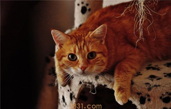 夏天怎么给猫降温 夏天给猫降温的方法有哪些(图1)