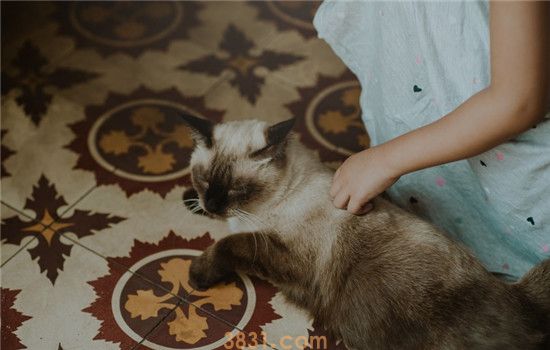 如何判断猫咪是否缺水 怎么给猫咪补充水分(图1)