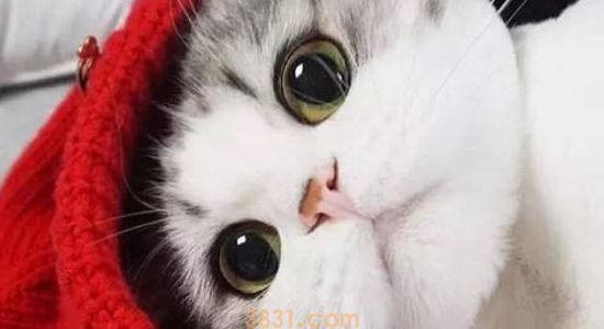 小猫眼睛分泌物是黄的 这三种情况你要注意了!(图1)
