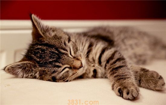 要怎么给猫洗澡 给猫洗澡要注意什么(图1)