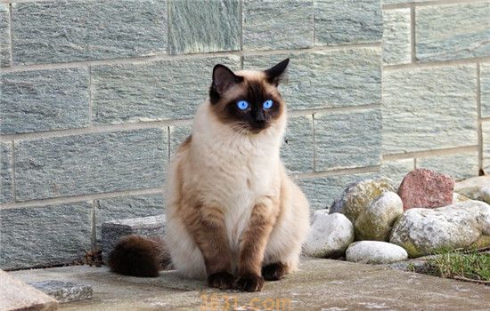 要怎么给猫洗澡 给猫洗澡要注意什么(图2)