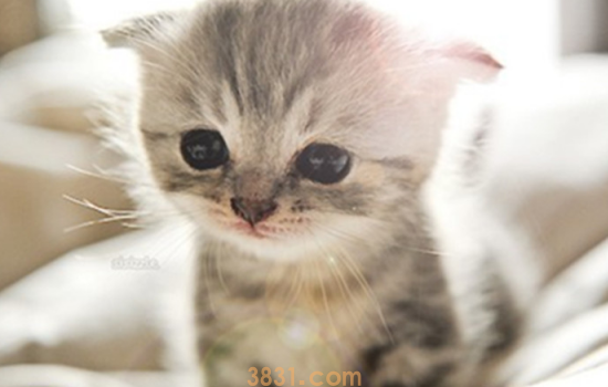 猫一年换几次毛 换毛期间的护理步骤很重要!(图1)