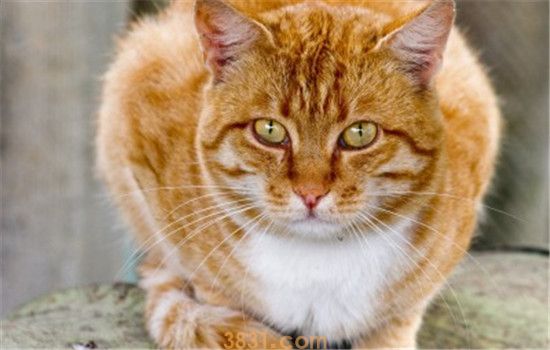 猫一天没拉屎 猫咪是不想拉还是拉不出(图1)