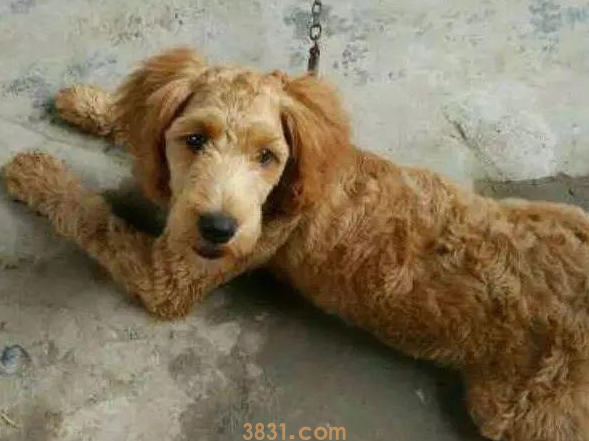 泰迪和金毛杂交的狗狗长什么样子(图2)