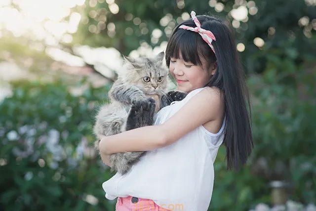 猫咪会不会感染新冠病(图2)