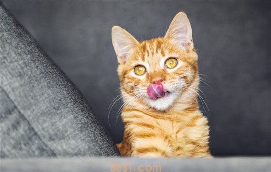 猫咪口臭怎么办 教你如何对抗口臭问题(图1)