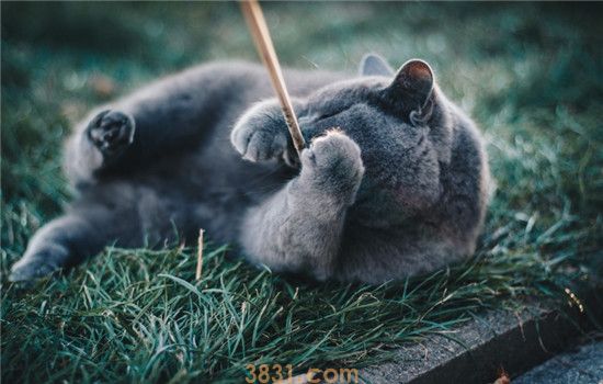 猫咪口臭怎么办 教你如何对抗口臭问题(图2)