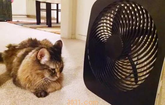 夏天养猫要开空调吗 你知道猫最喜欢的温度是多少吗(图1)