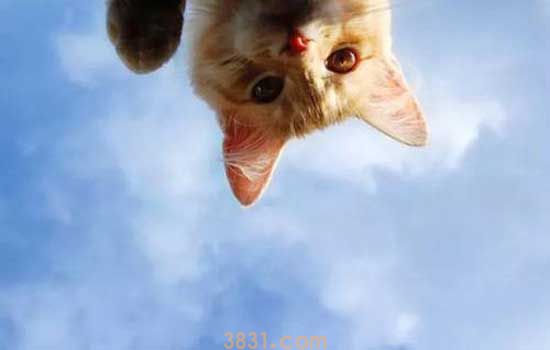 夏天养猫要开空调吗 你知道猫最喜欢的温度是多少吗(图2)