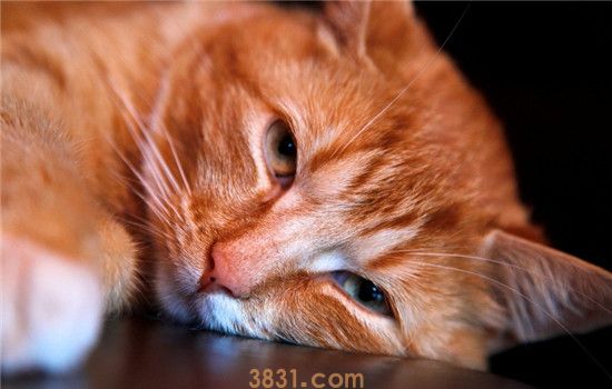 猫咪产后张嘴喘气 猫咪是因为生崽太累了吗(图1)