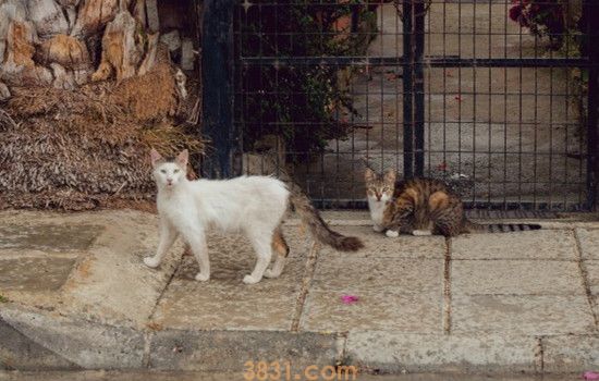 猫咪交配时间持续多久 猫咪交配为什么会发出惨叫(图1)