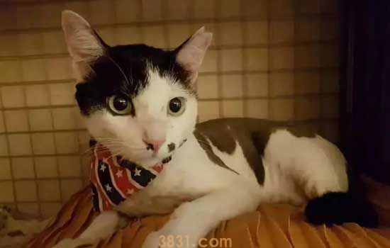 猫会抑郁吗 你的猫可能正饱受抑郁折磨(图2)