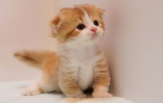 小猫身上有跳蚤怎么办 驱虫不谨慎医院欢迎你(图2)